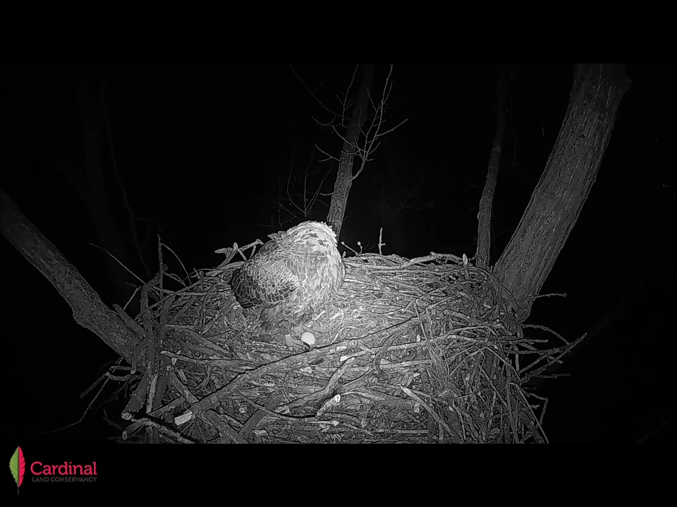 Cardinal Land Conservancy Eagle Cam