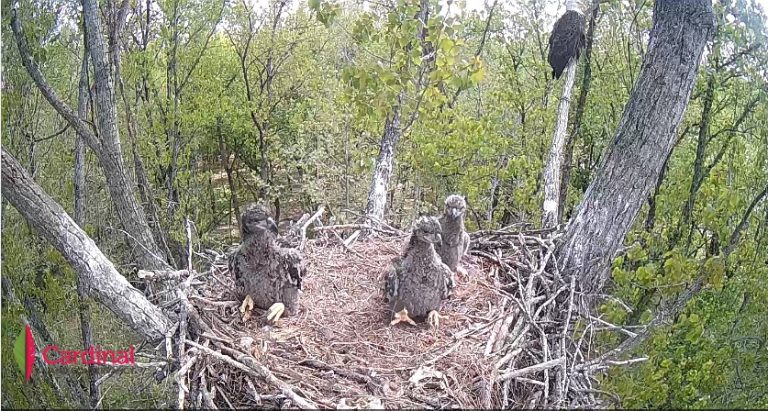 Cardinal Land Conservancy Eagle Cam