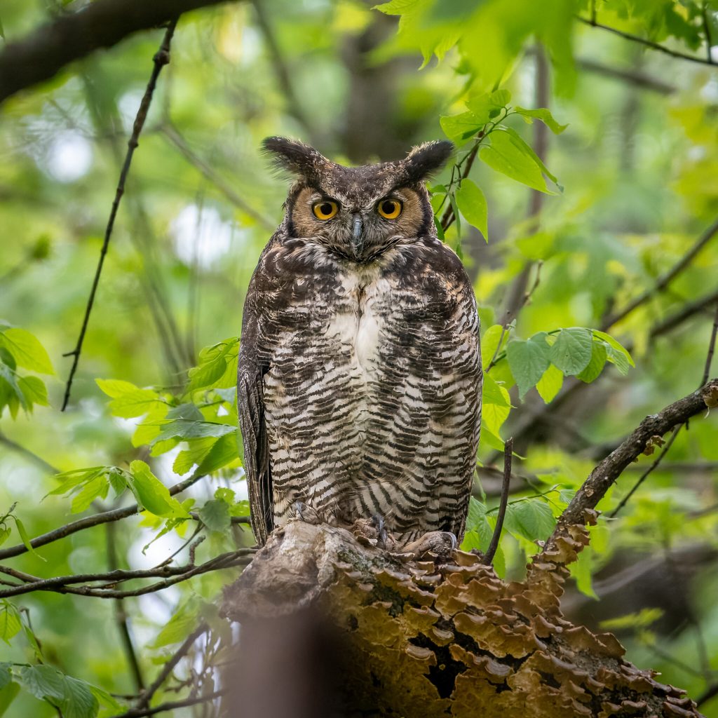 bortz_owl3